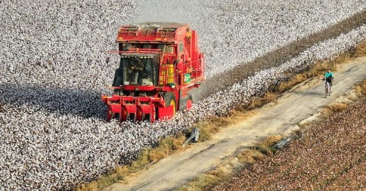 Drop in acreage leads to 2023 Chinese cotton output dropping 6.1%