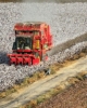 Drop in acreage leads to 2023 Chinese cotton output dropping 6.1%